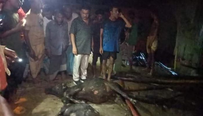 ধুনটে আগুনে পুড়ে মারা গেল কৃষকের ৬টি গবাদিপশু