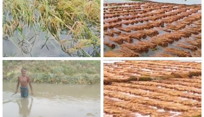 শার্শায় বুধবার একটানা ৫ ঘন্টার প্রবল বর্ষণে কৃষকের শত শত বিঘার বোরো ধান নিয়ে দুশ্চিন্তা