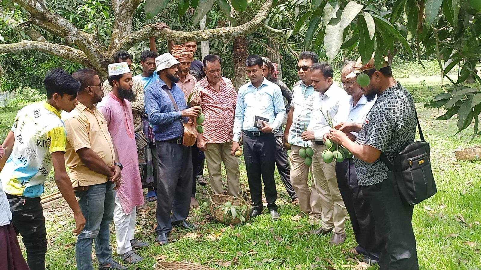 প্রথম বারের মত ইউরোপে যাচ্ছে শার্শার হিমসাগর আম