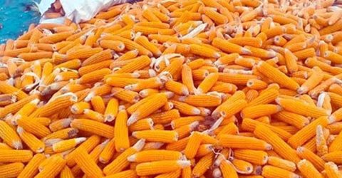 দিনাজপুরে ভুট্টার বাম্পার ফলন: ভালো দাম ও আধুনিক প্রযুক্তিতে খুশি চাষিরা