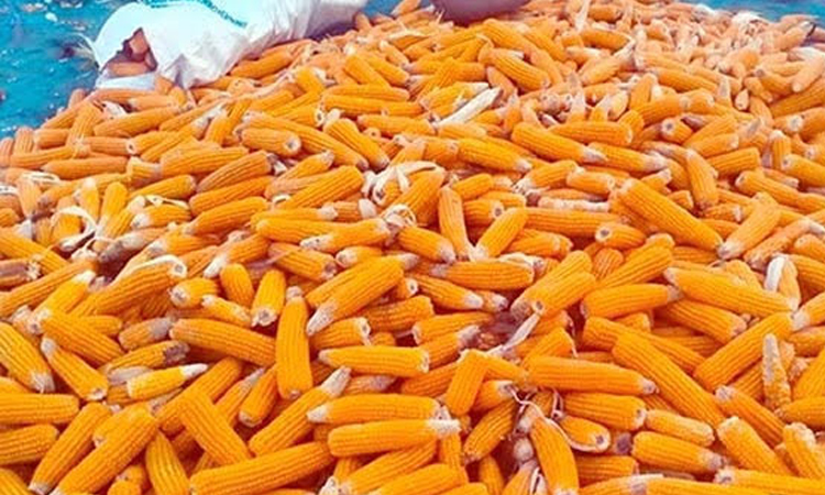 দিনাজপুরে ভুট্টার বাম্পার ফলন: ভালো দাম ও আধুনিক প্রযুক্তিতে খুশি চাষিরা