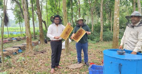 ঠাকুরগাঁওয়ে মিষ্টি কুমড়ার মাঠে বিসিকের মৌচাষ: ফলন ও মধু উৎপাদনে নতুন সম্ভাবনা
