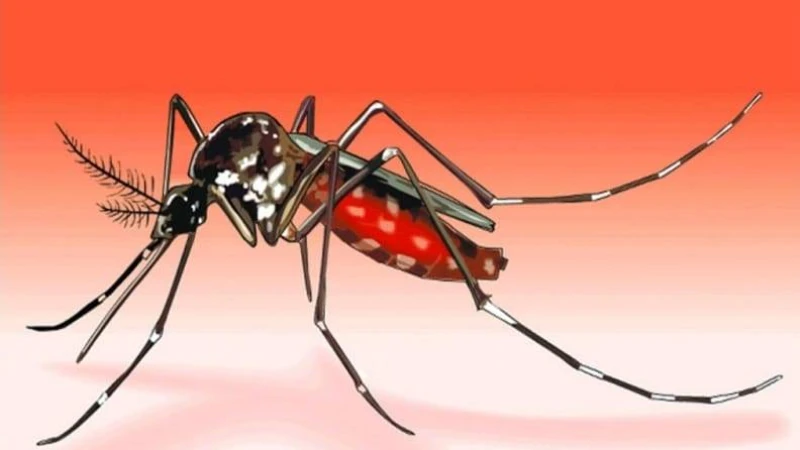 ঢাকা দক্ষিণের ৬৩ ওয়ার্ড ডেঙ্গুর ঝুঁকিতে, বেশি শঙ্কা ২৭টিতে: ডিএসসিসি প্রশাসক