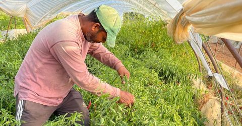 ভারতীয় ভিসা জটিলতায় গ্রিসে যেতে পারছেন না বাংলাদেশি কর্মীরা