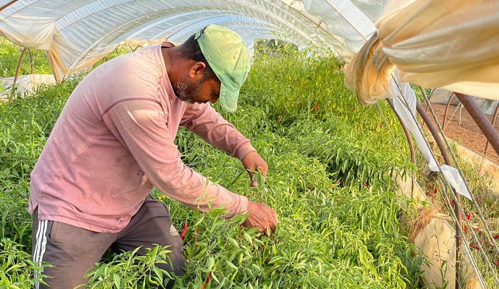 ভারতীয় ভিসা জটিলতায় গ্রিসে যেতে পারছেন না বাংলাদেশি কর্মীরা